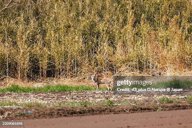 Fox Reed 11,365 Japanese Fox Stock Photos, High-Res Pictures, and Images - Getty ...