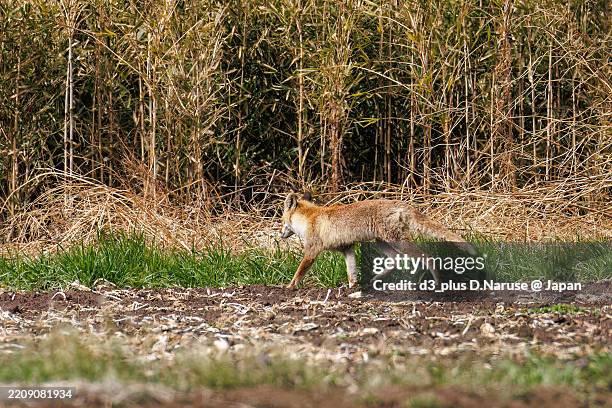 Fox Reed 11,365 Japanese Fox Stock Photos, High-Res Pictures, and Images - Getty ...