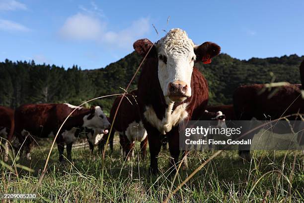 Bob Sceats Hereford cattle on the farm in Kaipara Flats on April 08, 2025 in Auckland, New Zealand. Bob Sceats has been breeding Hereford's since...