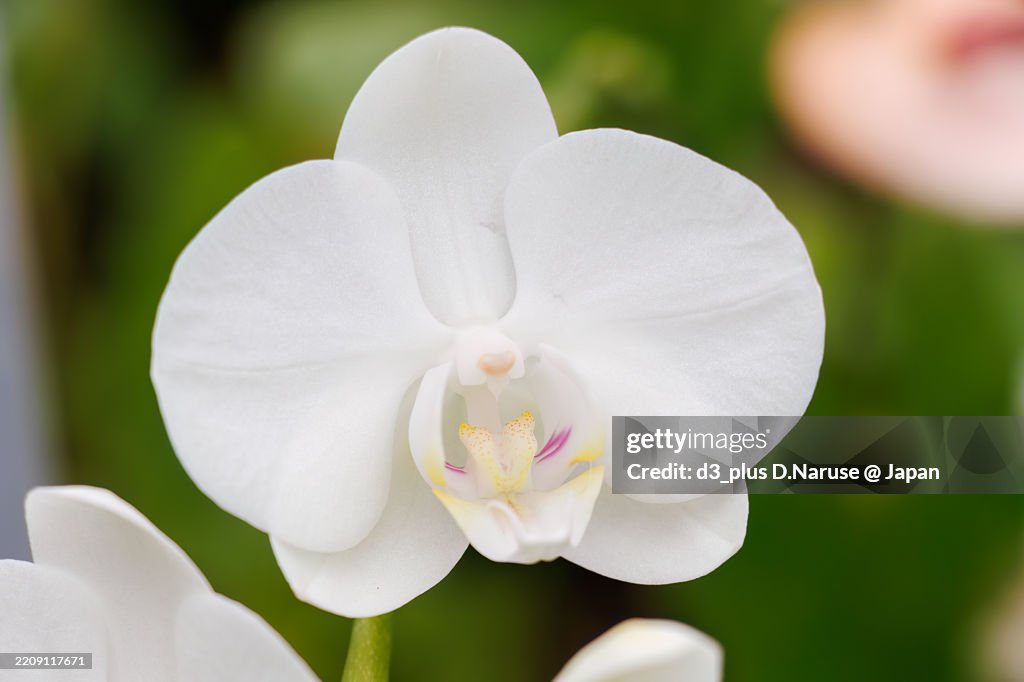 Beautiful orchids (Orchidaceae).
Phalaenopsis amabilis