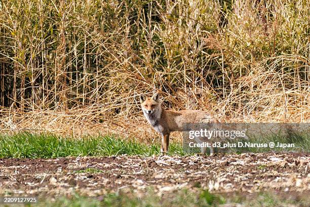 Fox Reed 90 Fox 014 Stock Photos, High-Res Pictures, and Images - Getty Images