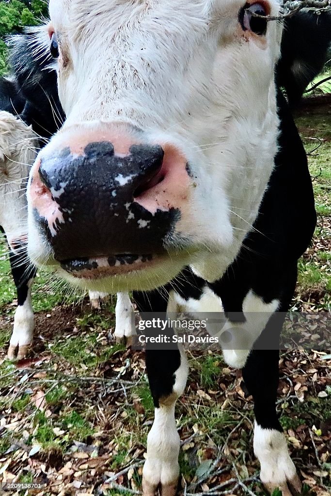 Un primo piano di un vitello maschio in bianco e nero con il naso nella telecamera a Cornwall Park ad Auckland