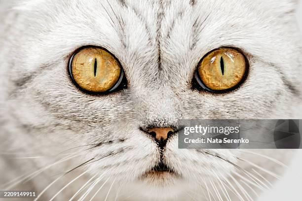 close-up of cat eyes and whiskers - animal eye close stock pictures, royalty-free photos & images