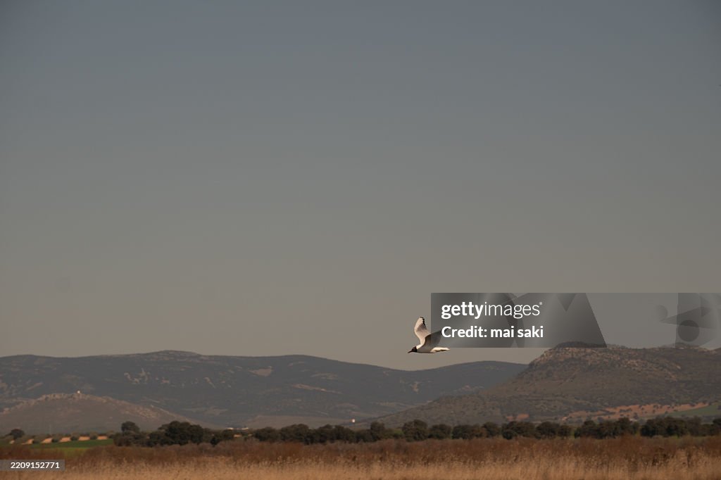 Daimiel Tables, flying bird