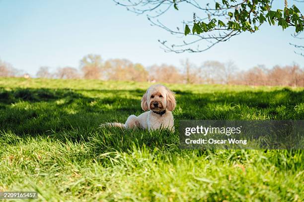 cute goldendoodle dog lying down in meadow - goldendoodle stock pictures, royalty-free photos & images