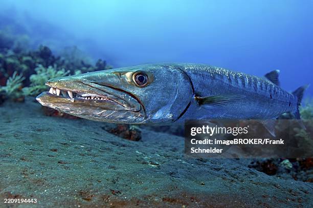 underwater photo close-up of large specimen of great barracuda (sphyraena barracuda) predator has mouth slightly open showing teeth dentition, pacific ocean, yap island, yap state, caroline islands, federated states of micronesia fsm, australia, oceania - barracuda stock pictures, royalty-free photos & images