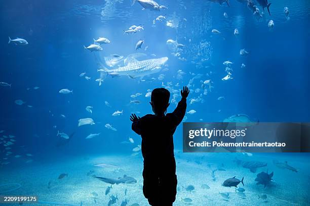 kid in aquarium - aquarium stockfoto's en -beelden