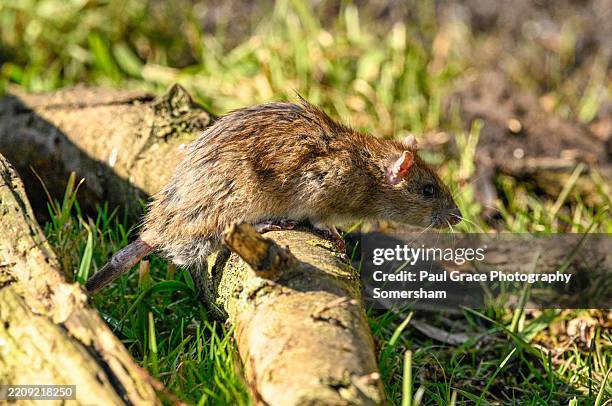 Slidell Rats 401 Junk Rat Stock Photos, High-Res Pictures, and Images - Getty Images