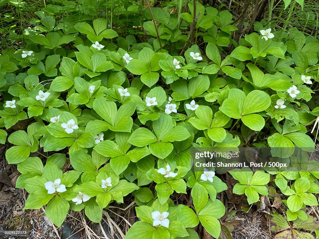 A lush forest floor covered in vibrant green foliage and delicate white blooms of the Dwarf Dogwood,Talkeetna,Alaska,United States,USA