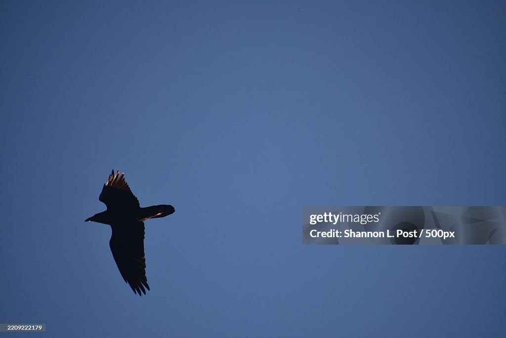 Silhouette of a Raven soaring against a deep blue Alaska sky,Wings outstretched in graceful flight,Alaska,United States,USA