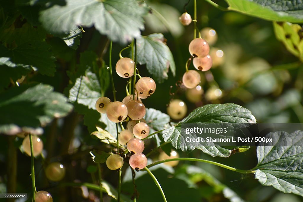 Close-up of ripe white currants Ribes rubrum hanging in clusters on a bush with green leaves,Talkeetna,Alaska,United States,USA