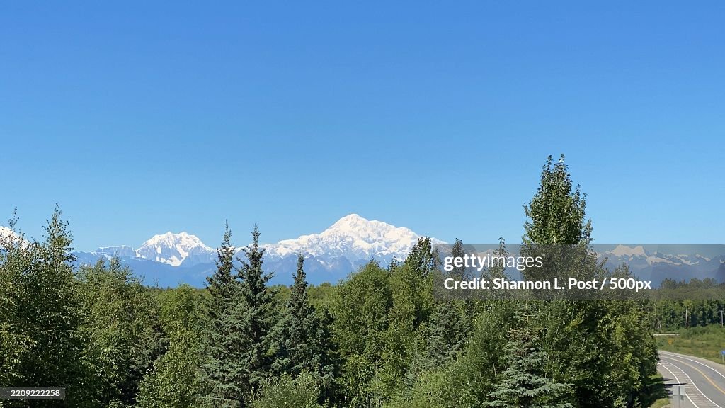 Denali and the Alaska Range Snow-capped mountain peaks under a clear blue sky,Framed by lush trees,Talkeetna,Alaska,United States,USA