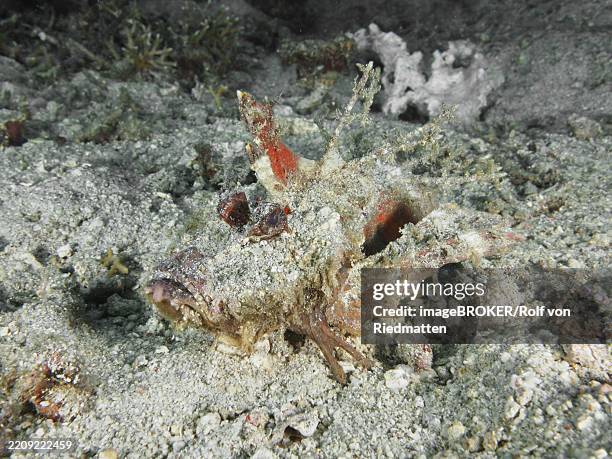 camouflaged fish, spiny devilfish (inimicus didactylus), resting on sandy seabed with organic fragments, dive site pidada, penyapangan, bali, indonesia, asia - spiny devilfish stock pictures, royalty-free photos & images