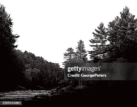Pine Trees and river Pine Trees and river