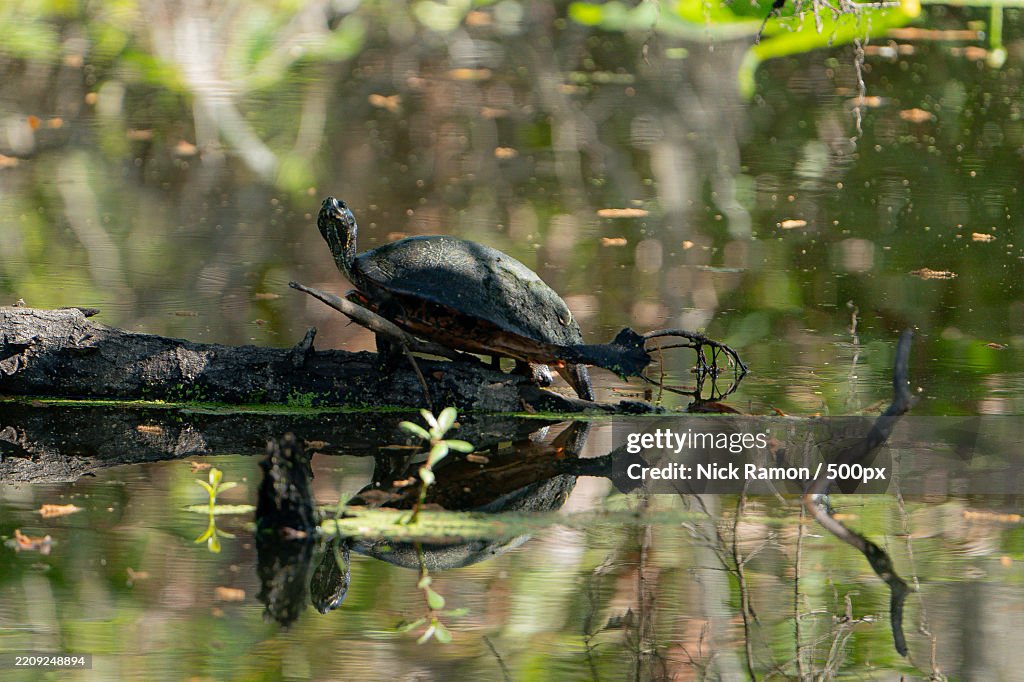 Florida Red Bellied Cooter sunbathing on a log in a river