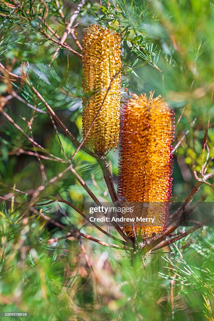 Banksia plant Blue Mountains Australia