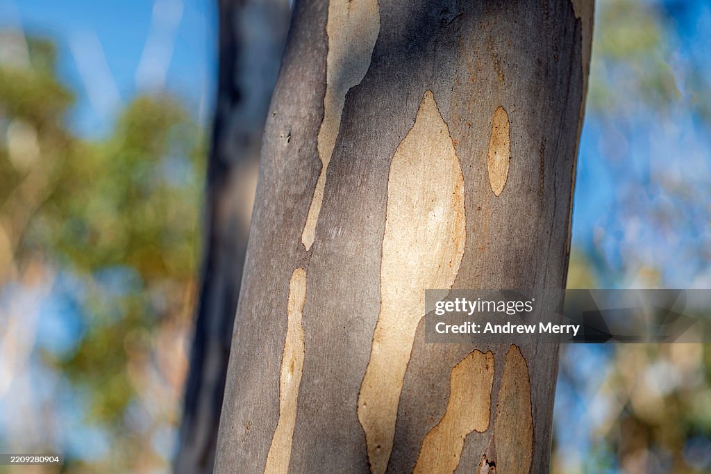 Eucalyptus tree trunk Blue Mountains Australia