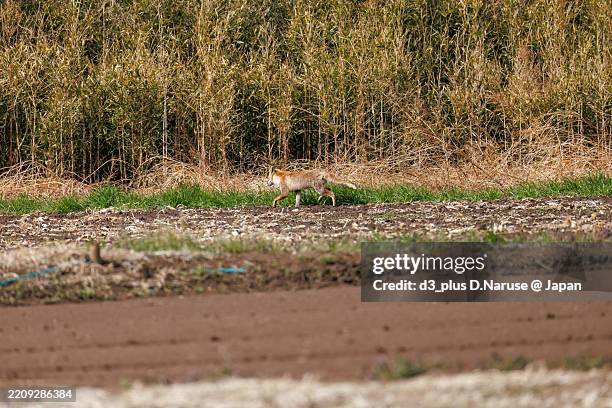 Fox Reed 11,365 Japanese Fox Stock Photos, High-Res Pictures, and Images - Getty ...