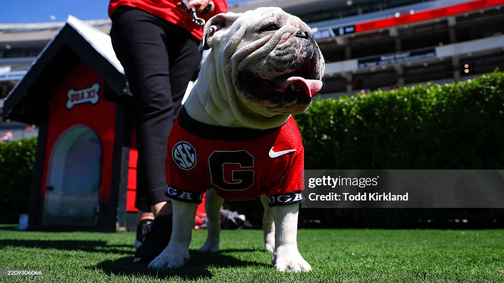 Uga Spring Game Georgia Bulldogs mascot Uga XI, also known as Boom, is seen prior to ...