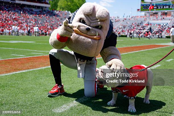 Uga Spring Game Georgia Bulldogs mascot Hairy Dawg stands with Uga XI, also known as ...
