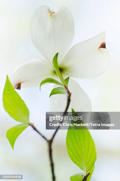 close-up of dogwood tree flower and leaves - dogwood flower images stock pictures, royalty-free photos & images