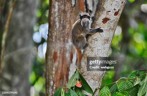 wild emperor tamarin climbing a tree trunk - tamarin monkey stock pictures, royalty-free photos & images
