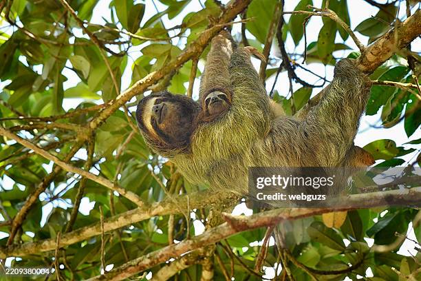 three toed sloth holding her newborn baby while hanging from a tree - sloth stock pictures, royalty-free photos & images