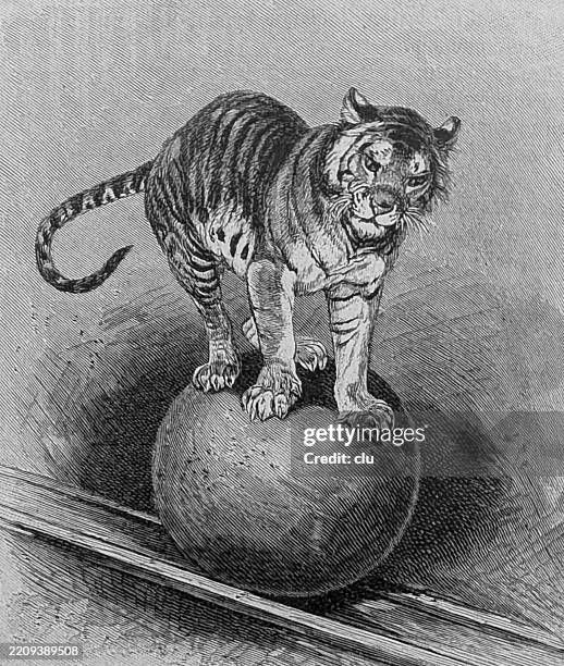 löwe balanciert auf einem ball - gravur stock-grafiken, -clipart, -cartoons und -symbole