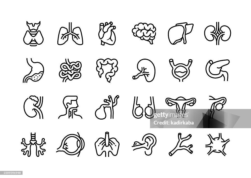 Innere Organe Linie Icon Set. Gruppe von Objekten. Mensch, Organe, Anatomie, Herz, Gehirn, Leber, Lunge, Magen, Nieren, Milz, Schilddrüse, Darm.