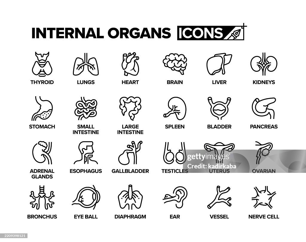 Internal organs line icon set. Group of objects. Human, organs, anatomy, heart, brain, liver, lungs, stomach, kidneys, spleen, thyroid, intestines.