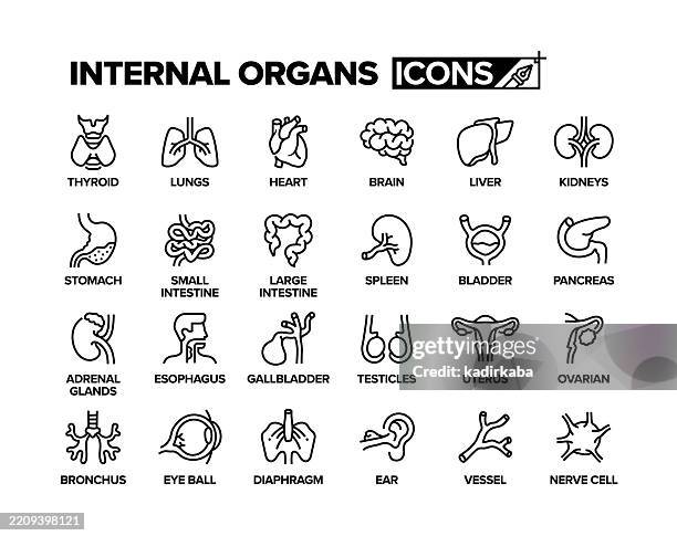 stockillustraties, clipart, cartoons en iconen met internal organs line icon set. group of objects. human, organs, anatomy, heart, brain, liver, lungs, stomach, kidneys, spleen, thyroid, intestines. - organen