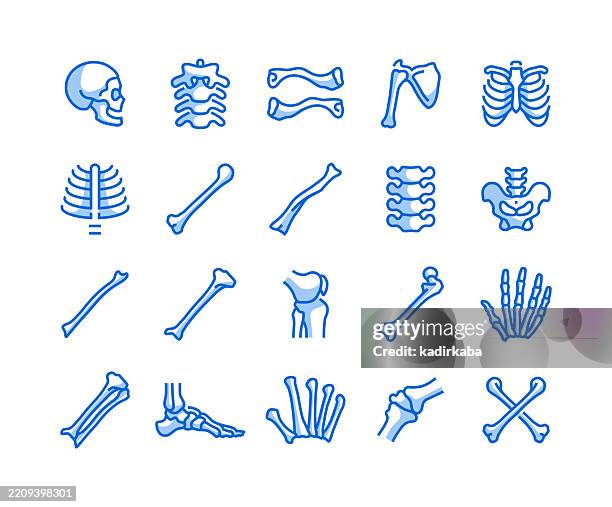ilustraciones, imágenes clip art, dibujos animados e iconos de stock de conjunto de iconos de dibujo de esqueleto humano. grupo de objetos. cráneo, clavícula, escápula, esternón, costillas, pelvis, rótula, peroné, articulación. - esqueleto humano