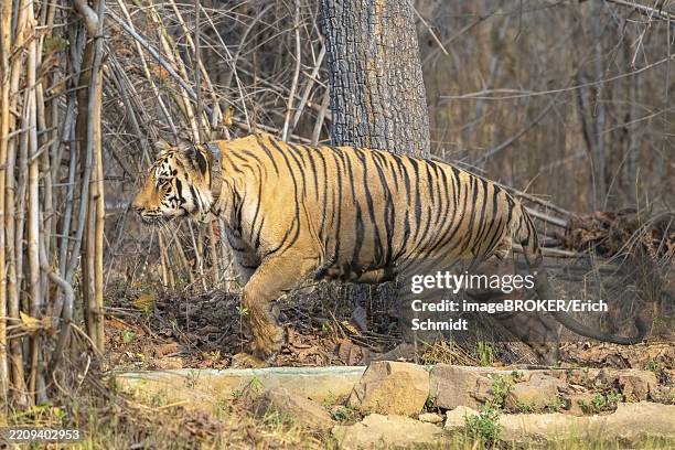 tiger (panthera tigris), bengal tiger or indian tiger, big cat (pantherinae), carnivore (carnivora), critically endangered, gps tracker collar, tadoba national park, tiger reserve, maharashtra, chandrapur, india, asia - nature reserve stock pictures, royalty-free photos & images