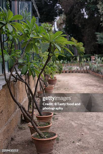 palermo botanical garden. plumerias in pots - plumerias stock pictures, royalty-free photos & images