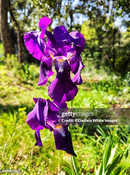 dwarf iris - dwarf iris stock pictures, royalty-free photos & images