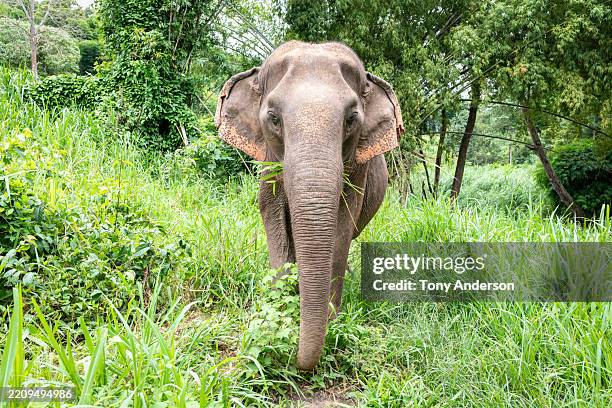 elephant in lush landscape in northern thailand - nature park stock pictures, royalty-free photos & images