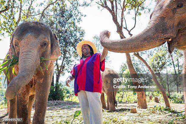 senior woman visiting elephant sanctuary in northern thailand - jamaicaanse etniciteit stockfoto's en -beelden