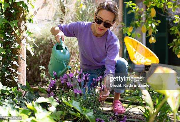 woman watering freshly planted lavender - giardinaggio foto e immagini stock