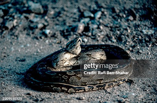 African python African python