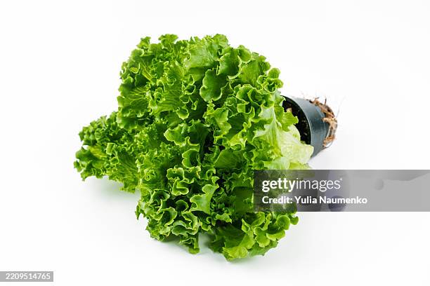 green lettuce. frillice iceberg lettuce salad plant. isolated on a white background. - green salad stock pictures, royalty-free photos & images