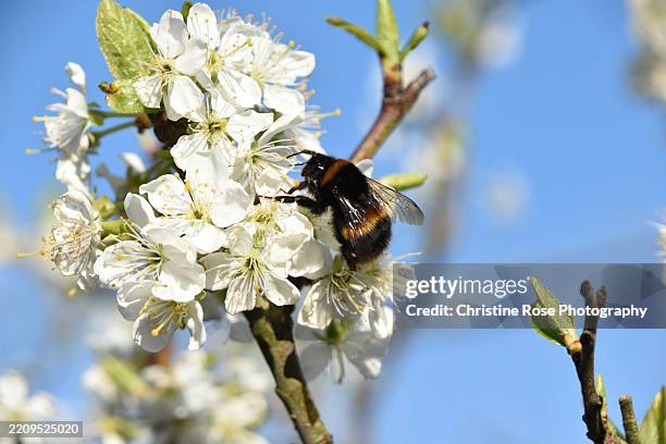 spring collection with bee and blossom - blossom stock pictures, royalty-free photos & images