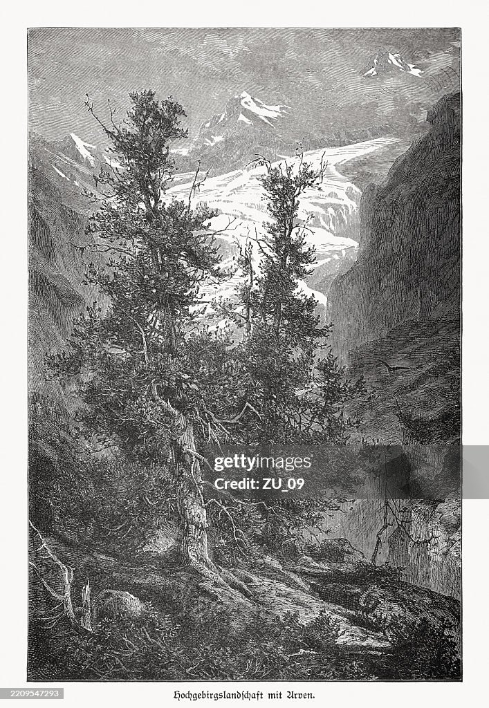 Swiss pine (Pinus cembra), wood engraving, published in 1895