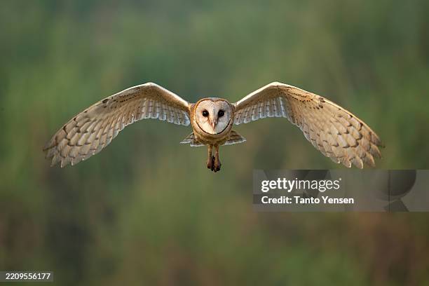 barn owl - roofvogel stockfoto's en -beelden