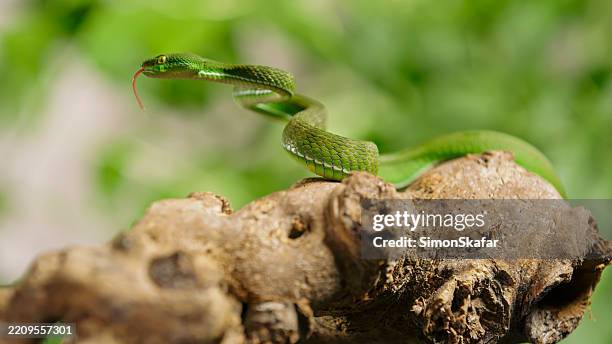 bright green pit viper perched on sunlit tree bark - adder stock pictures, royalty-free photos & images