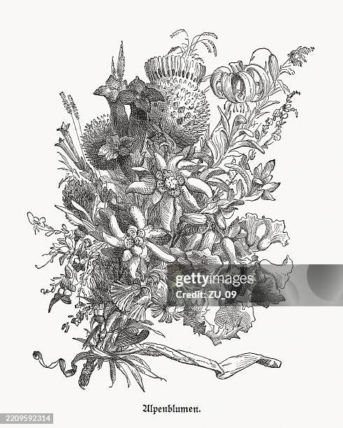bouquet with alpine flowers, wood engraving, published in 1895 - lilium martagon stock illustrations