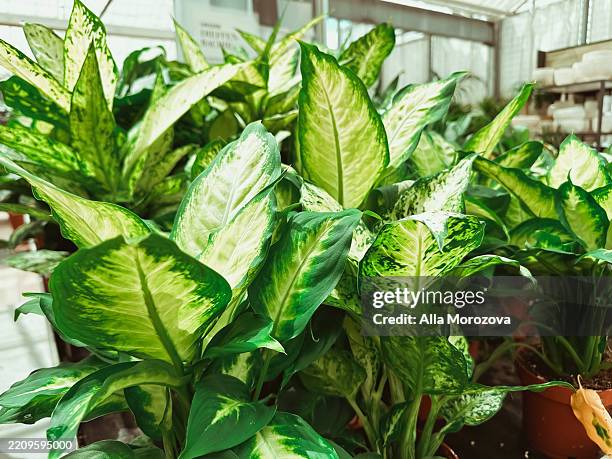 Bunch of green plants with leaves and stems