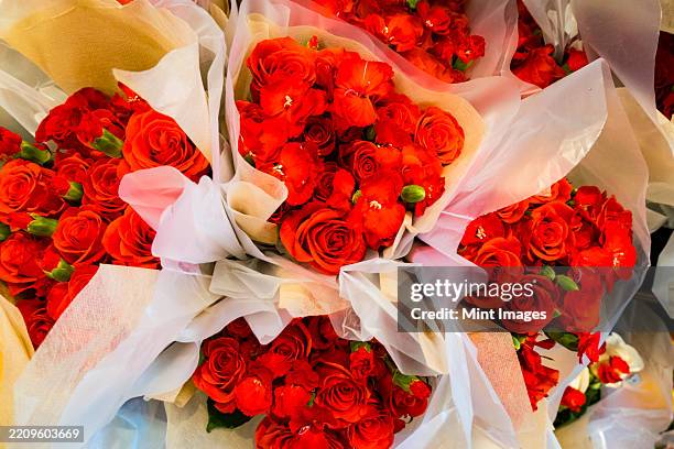 Unfurl Roses 13 Rose Unfurling Stock Photos, High-Res Pictures, and Images - Getty ...