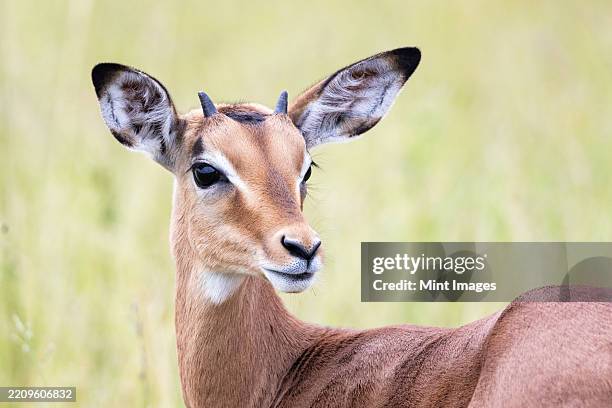 an impala lamb, aepyceros melampus, with horns - impala stock pictures, royalty-free photos & images