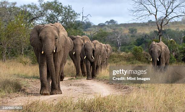 an herd of elephants walking along a track, loxodonta africana - buschelefant stock-fotos und bilder