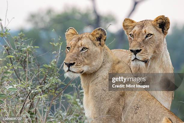 two lionesses, panthera leo, standing together - preservação da vida selvagem imagens e fotografias de stock